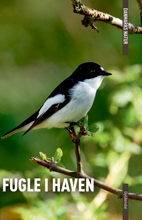 Danmarks natur - Fugle i haven